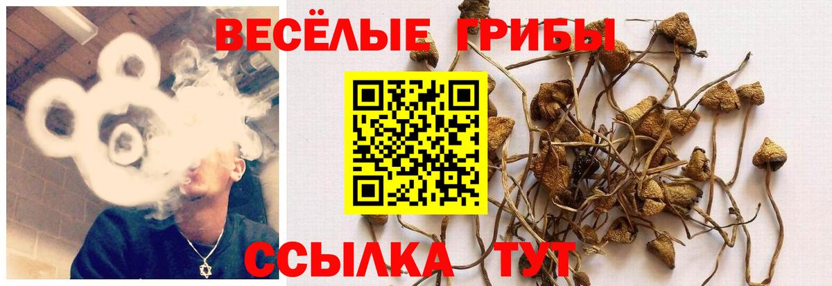 Галлюциногенные грибы Psilocybine cubensis  Псилоцибиновые грибы мухоморы  Вход с VPN  Добрянка 
